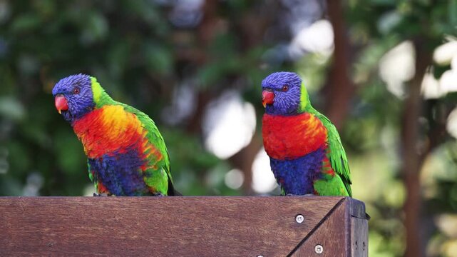 Two colorful rainbow lorikeets perched on wooden fence in australian park looking at camera.