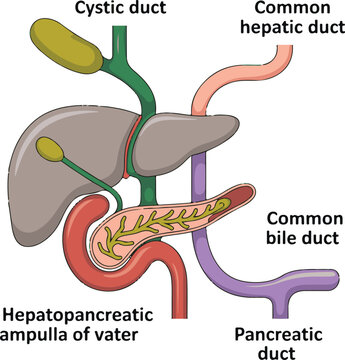 Anatomy of the liver pancreas and gallbladder with ducts labeled, detailed diagram of human digestive system.