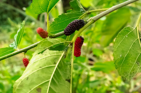 Ripe And Unripe Mulberry On A Brach Outdoor