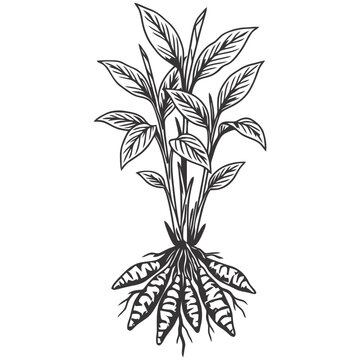 Arrowroot Plant with Roots and Leaves Line Art Illustration
