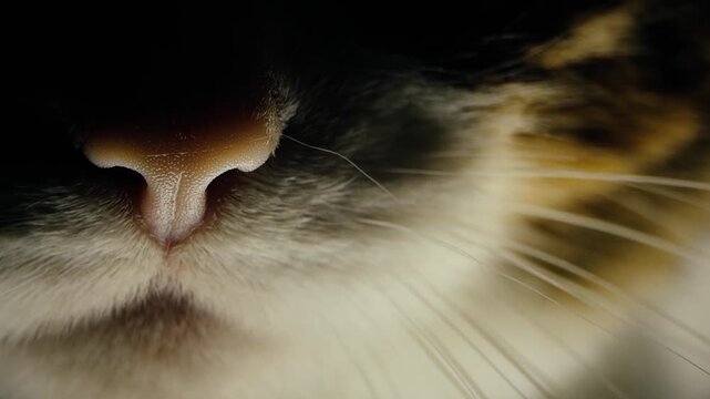 Extreme macro close up of cat pink nose and long whiskers against dark background. Detailed feline face texture.