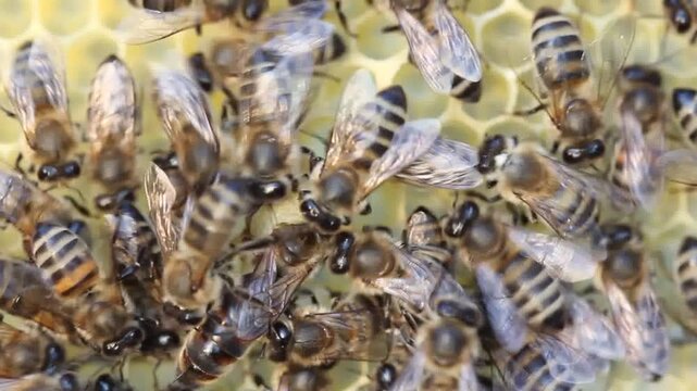 A young queen bee lays an egg in a queen cell under construction. Rare video.