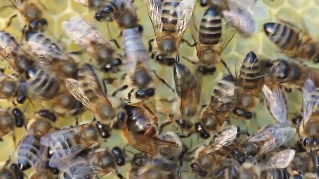 A young queen bee lays an egg in a queen cell under construction. Rare video.