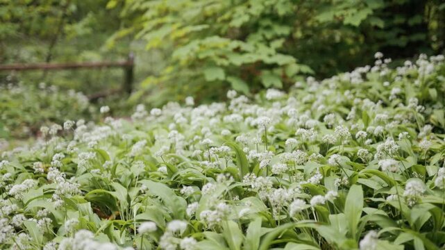 A vibrant carpet of wild garlic flowers covering the forest floor