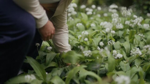 A person forages for wild garlic in a lush, green woodland habitat
