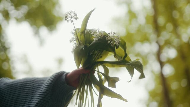 A person's arm presents a freshly gathered bouquet of wild garlic flowers and leaves.