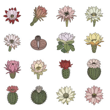 Collection of Blooming Cactus Flowers, Desert Plants, Botanical Illustrations