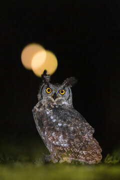View of a spotted eagle-owl with striking yellow eyes perched on the grass at night with golden bokeh lights in the background in Kruger Park, Mpumalanga, South Africa.