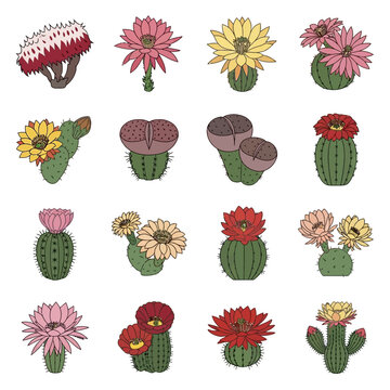 Collection of Diverse Cactus Flowers and Succulents