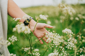 A person's hand gently touches wild white flowers in a sunny field © Reuben