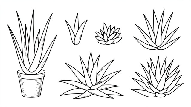 Aloe Vera & Agave Plant Vector Illustration Set &ndash; Hand-Drawn Botanical Icons