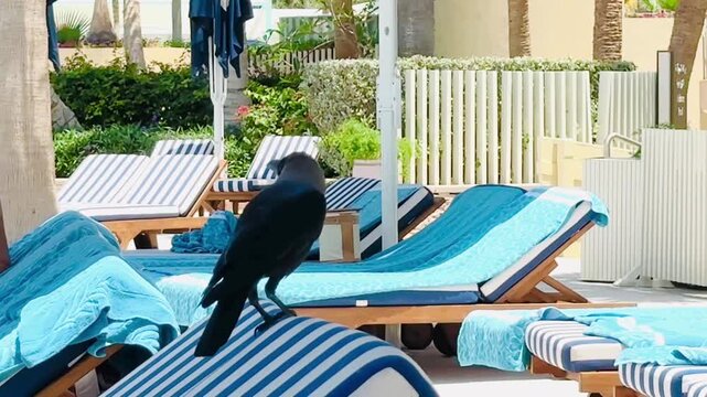 On empty sun loungers overlooking the pool at a hotel in Dubai, UAE, a bold black crow confidently perches on a striped lounger. High quality FullHD footage