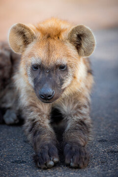 View of a spotted hyena cub resting on a paved road with its distinctive rounded ears in Kruger Park, Mpumalanga, South Africa.