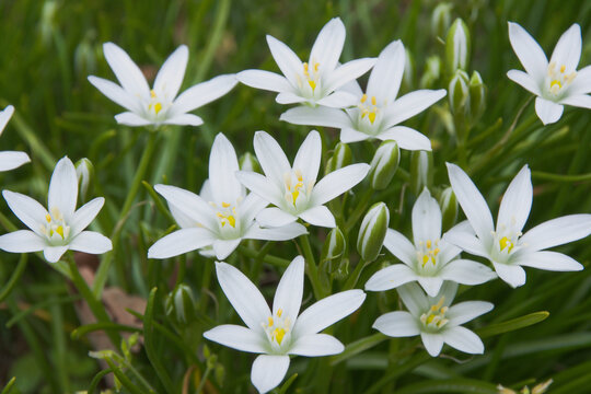 ハナニラの花に似ていますがこれはオオアマナです。