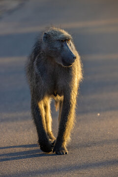 View of a baboon walking along a paved road with golden sunlight illuminating its fur in Kruger National Park, Kruger Park, Mpumalanga, South Africa.