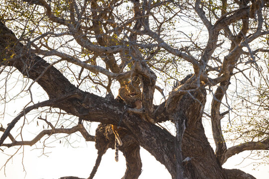 View of a leopard resting on a thick branch of a large tree with tangled branches against a bright sky in Kruger National Park Kruger Park, Mpumalanga, South Africa.