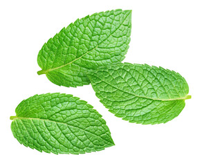 Obraz premium Green mint leaves collection isolated on transparent background. Mint leaves set is fresh and isolated. Mint leaves collection isolated with PNG