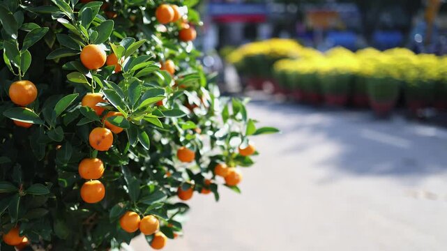 Kumquat trees for sale on a Vietnamese street for Tet holiday in Vietnam. Close-up of traditional citrus plants with orange fruits for Lunar New Year decoration at a local market. Festive city scene.