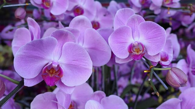 Beautiful pink orchid flowers for sale at a Vietnamese market for Tet holiday in Vietnam. Close-up of blooming Phalaenopsis orchids for Lunar New Year decoration. Festive floral stock video footage.