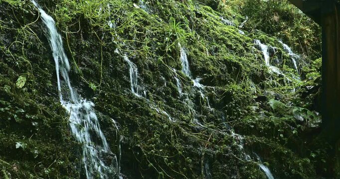 Many mountain springs trickle down the cliff face of the Jianqing Ancient Trail on Taipingshan Mountain in Yilan.