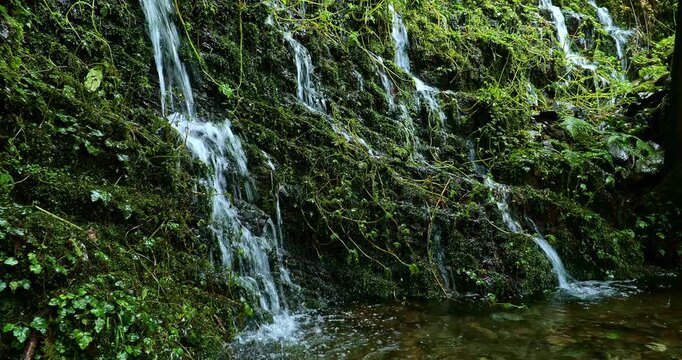 Many mountain springs trickle down the cliff face of the Jianqing Ancient Trail on Taipingshan Mountain in Yilan.