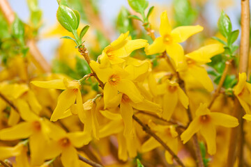 Fototapeta premium Garden, plant and yellow flowers in nature for natural environment, ecosystem and spring aesthetic. Background, closeup and forsythia petals for bloom, blossom or growth for botany, flora and foliage