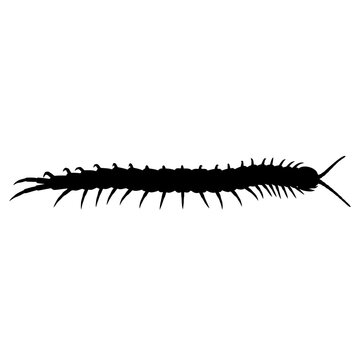Black Silhouette of a Centipede Insect on White Background