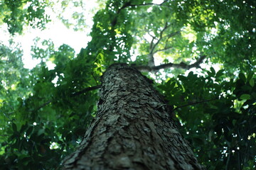 Fototapeta premium Low-angle view of a tall tree trunk with rough, textured bark rising into a dense green canopy, sunlight filtering through leaves creating soft bokeh light.