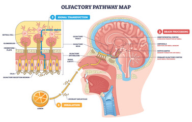 Fototapeta na wymiar Olfactory pathway map showing smell flow from odorant molecules to olfactory bulb and cortex, key parts, nasal cavity, olfactory bulb, primary olfactory cortex. Outline diagram