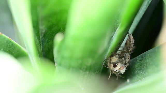 Pantropical jumping spider displays remarkable agility and accuracy while subduing its moth prey in a dynamic interaction