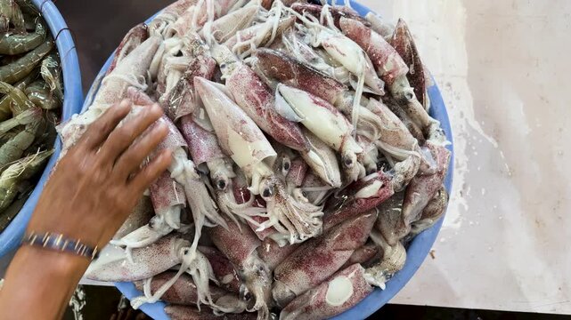 fresh squid pile in blue tray seafood market raw calamari catch close up