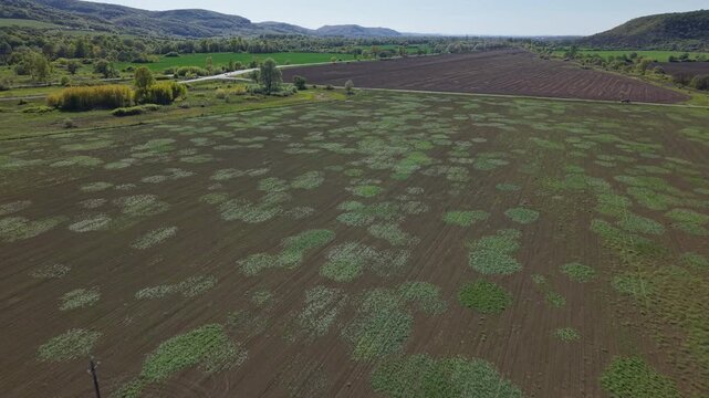 An aerial view showing uneven crop germination across a large agricultural field, highlighting variability in soil quality and agricultural management.