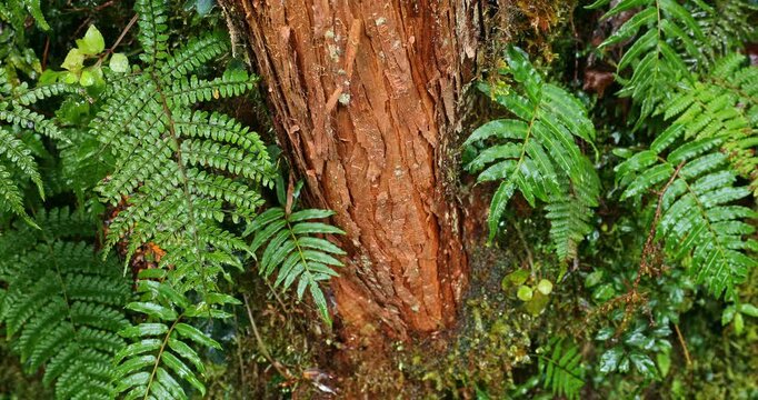 A close-up of the orange-red trunks of cedar trees and the surrounding ferns along the Jianqing Ancient Trail in Taipingshan, Taiwan.