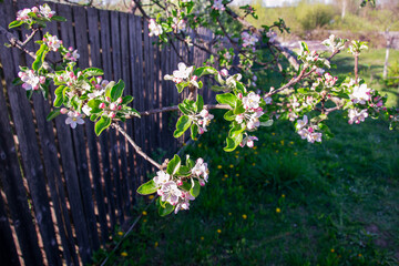 Delicate apple blossoms bloom on a branch against a rustic wooden fence © Irene Kulinchyk