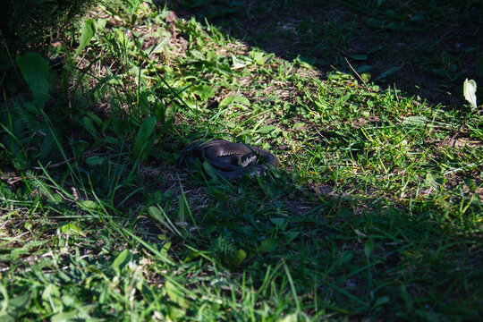 A dark snake coils in the grass, basking in dappled sunlight