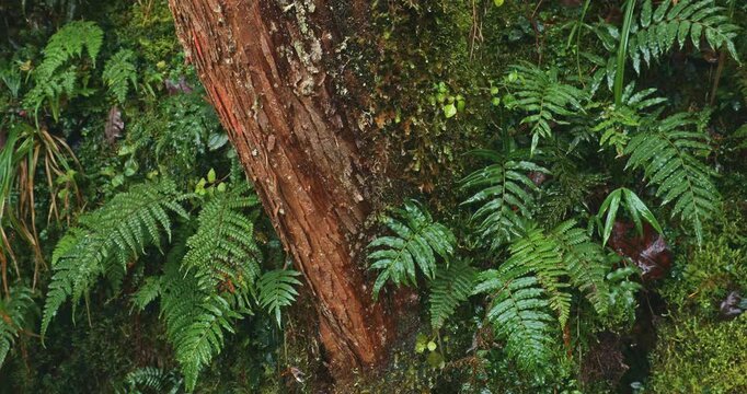 A close-up of the orange-red trunks of cedar trees and the surrounding ferns along the Jianqing Ancient Trail in Taipingshan, Taiwan.