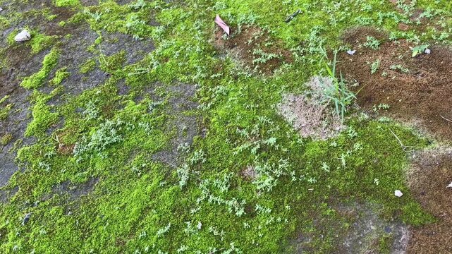 Close-up of Green Moss on Damp Soil Surface