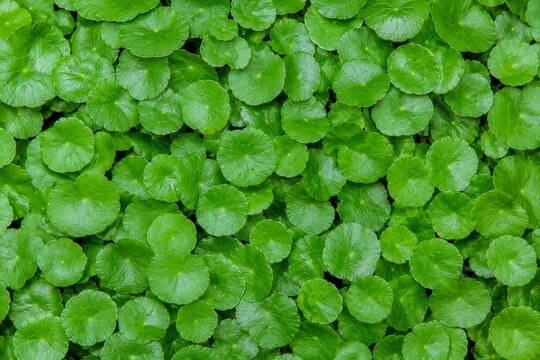 Asiatic Pennywort Herb Background. Herbs Background. Generative Ai