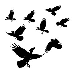 Fototapeta premium Flock of Ravens Silhouettes Flying Against White Background
