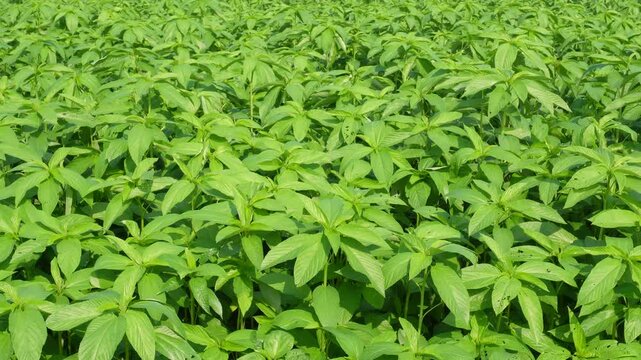 Lush green jute field landscape
