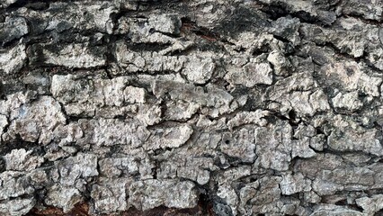Obraz premium bark of a tree