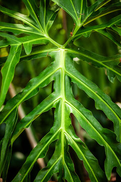Close-up of Philodendron selloum leaf with deep lobes. Tropical green foliage of Thaumatophyllum bipinnatifidum in a lush garden. Botanical nature background for exotic houseplant and decor concept.