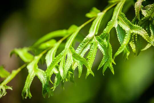 Close-up of Silver Lace Fern (Pteris ensiformis) green frond in a garden. Tropical foliage with unique leaf shape and sori in natural light. Botanical nature background for exotic houseplant concept.