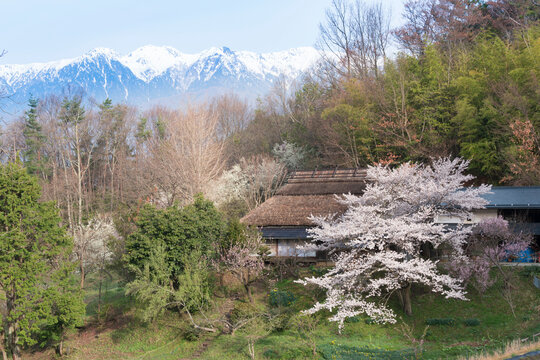 茅葺屋根と満開の桜と中央アルプス