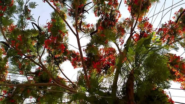 Beautiful Red Flowers Blooming on Tree . Spring Blossom Tree with Blooming Red Flowers. Nature Flower Bloom Time lapse Red Blossoms