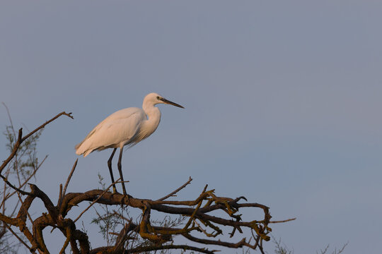 Little egret (Egretta garzetta) sitting at the edge of a lagoon in the Camargue, France.