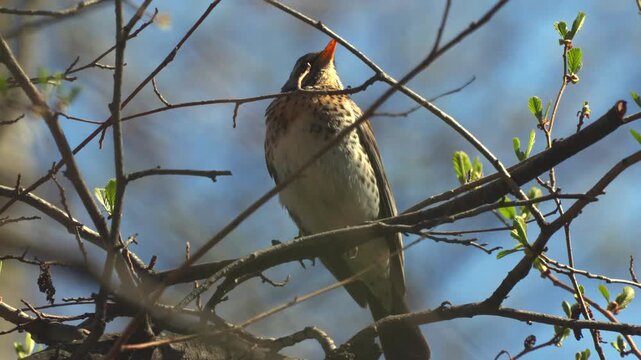 Fieldfare (Turdus pilaris)  sitting on a tree branch in a spring forest. Close-up.   Slow motion