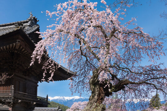 駒ケ根蔵沢寺の桜の古木
