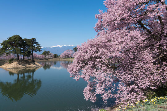 六道の堤の満開の高遠子彼岸桜と残雪の北アルプス