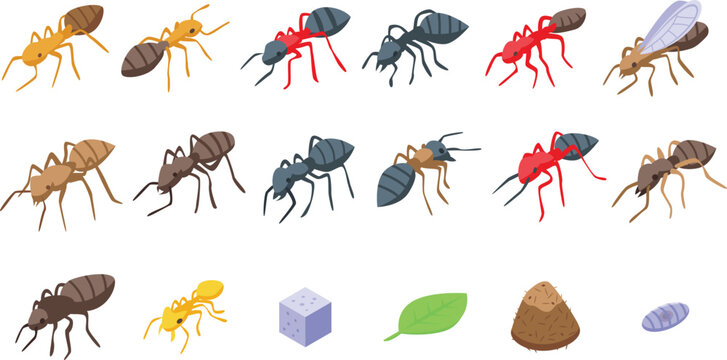 Ant Life Cycle and Species Vector Set with Worker Queen Flying Ant and Anthill Illustrations